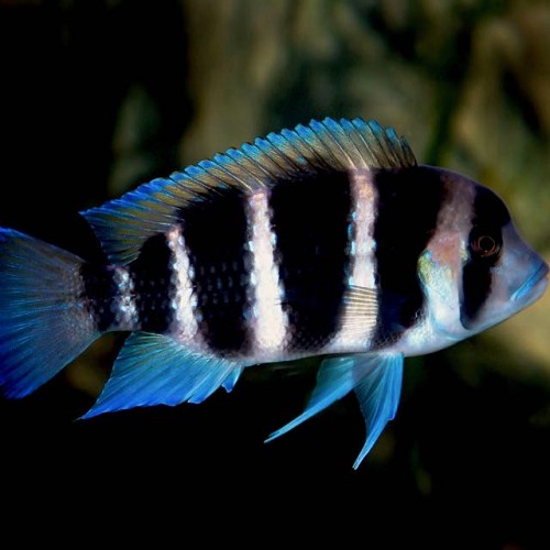 Cyphotilapia frontosa 4-5 cm